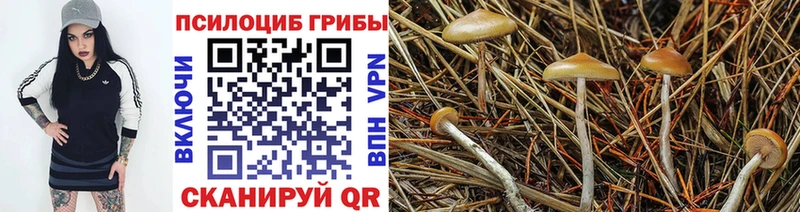 Купить где  Сунжа  Галлюциногенные грибы мухоморы 